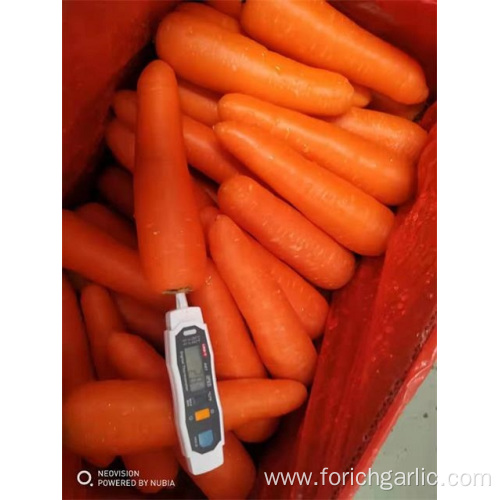 Good Quality Fresh Carrot 2019